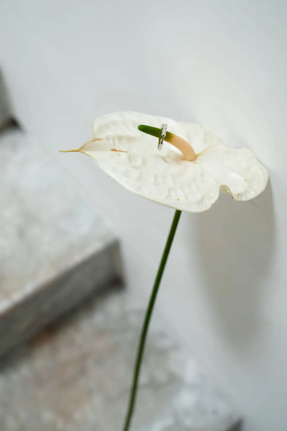 Una única flor de anturio blanco.